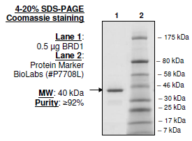 BRD1 (561-668), GST-tag, human recombinant protein