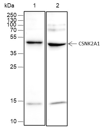 Anti-Recombinant CSNK2A1, clone A462