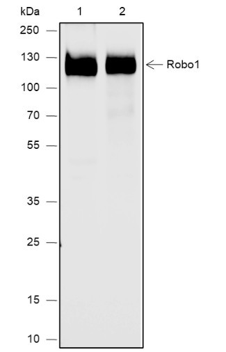 Anti-Recombinant Robo1, clone A647