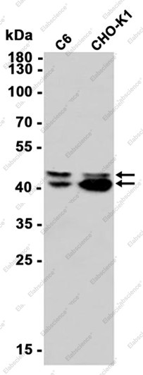 Anti-Recombinant Phospho-ERK1/2 (Thr202/Thr185), clone C113009