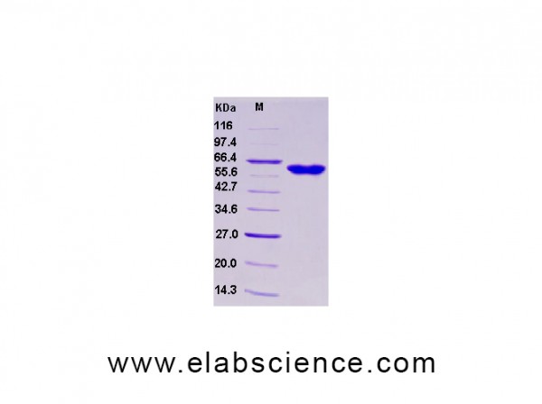 Recombinant Human tPA / PLAT Protein (Fc tag)