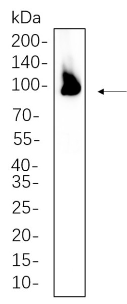 Anti-Recombinant PSD95, clone 4F11