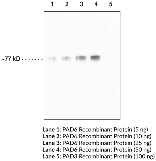 Anti-PAD6 (Clone 4B7)