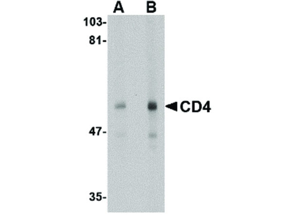 Anti-CD4, clone [9H5A8]