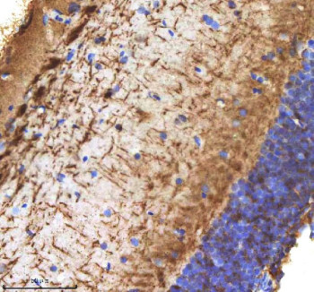Anti-Zebrafish Cxcl12 / Cxcl12a / Cxcl12b