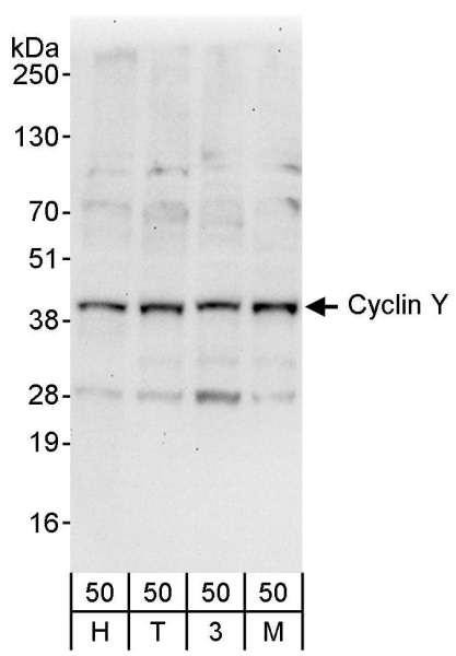 Anti-Cyclin Y