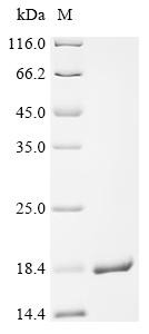 Sodium-dependent dopamine transporter (Slc6a3), partial, recombinant rat