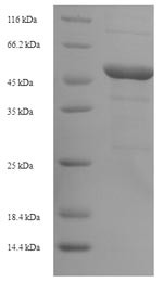 Outer membrane porin C (ompC), Escherichia coli, recombinant