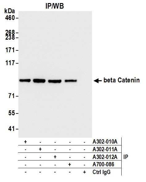 Anti-Beta-catenin