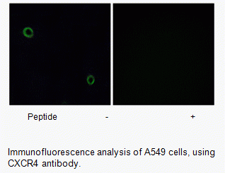 Anti-CXCR4