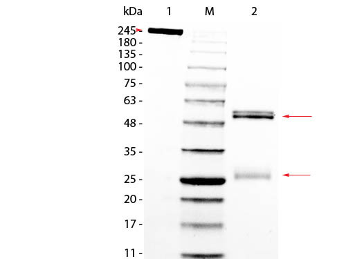 Rat IgG Whole Molecule