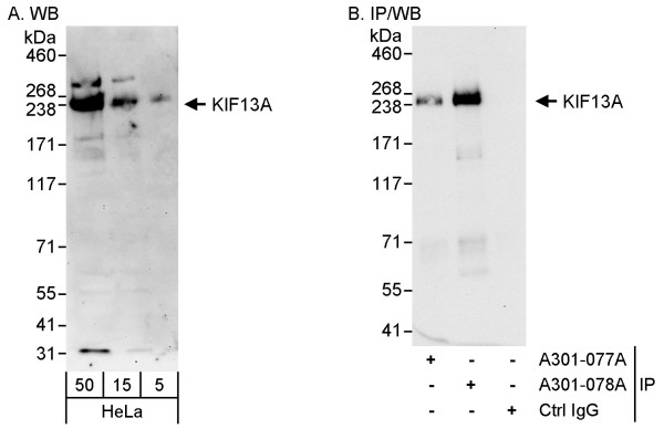 Anti-KIF13A