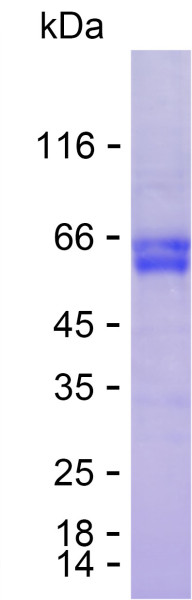 Recombinant Human PSG4 Protein