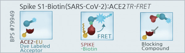 Spike S1-Biotin (SARS-CoV-2): ACE2 TR-FRET Assay Kit