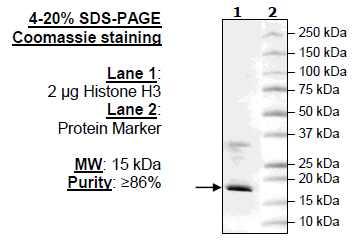 Histone H3