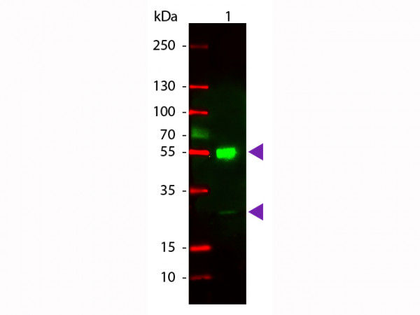 Anti-MOUSE IgG (H&amp;L), Rhodamine Conjugated