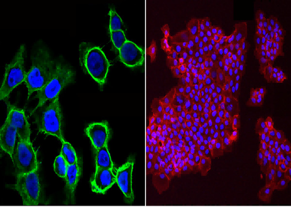 Anti-JAM-A/F11R Monoclonal Antibody
