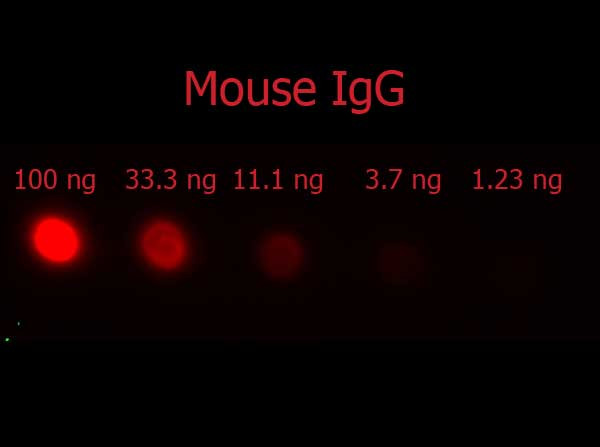 Anti-Mouse IgG (H&amp;L) [Donkey] (Min X Bv Ch Gt Gp Ham Hs Hu Rb Rt &amp; Sh serum proteins) Phycoerythrin