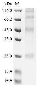 Secretory carrier-associated membrane protein 4 (Scamp4), mouse, recombinant