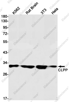 Anti-Recombinant CLPP, clone C122719
