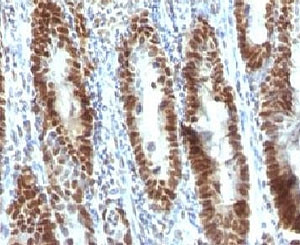 Anti-TOX3, clone TOX3/1123