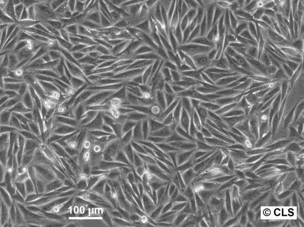 HS-695T Cells