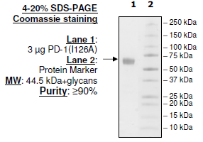PD-1 (I126A), Fc fusion, Biotin-labeled