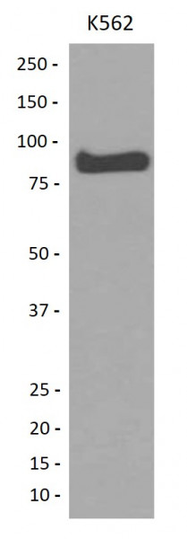 Anti-Mitofusin 1