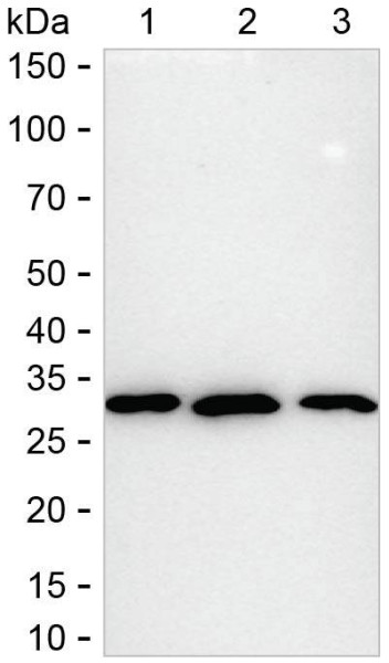 Anti-Goat anti-Rabbit IgG (HRP)
