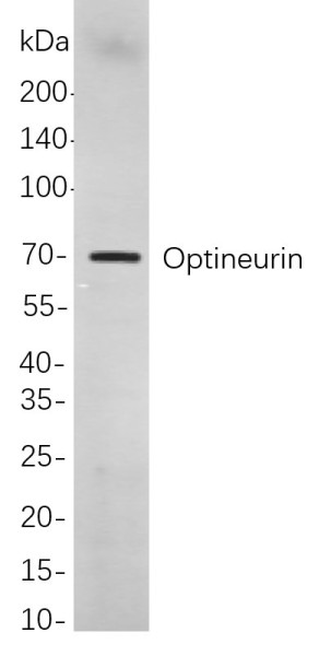 Anti-Recombinant Optineurin, clone 1F13