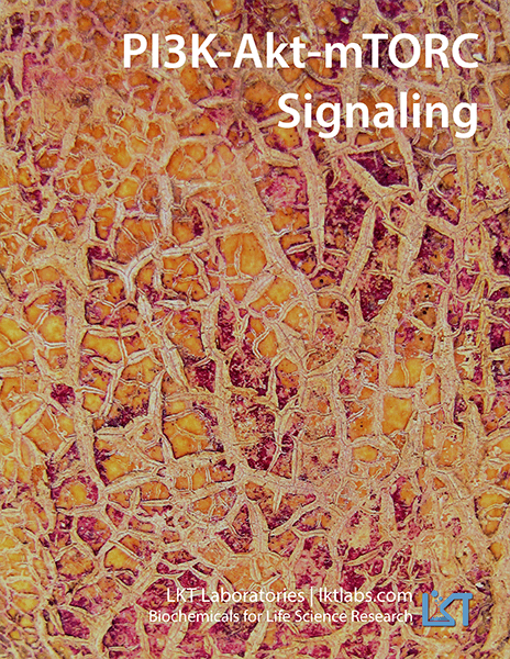 PI3K-Akt-mTORC Signaling