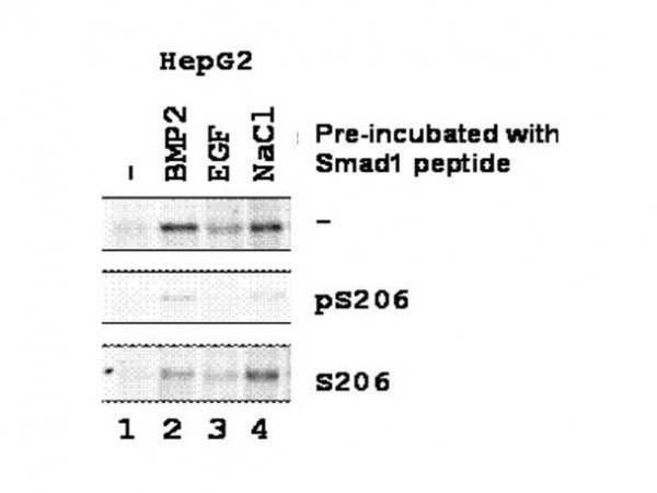 Anti-phospho-SMAD1 (Ser206)