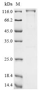 General transcription and DNA repair factor IIH helicase subunit XPB (ERCC3), human, recombinant