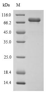 Mucosal addressin cell adhesion molecule 1 (MADCAM1), partial, human, recombinant