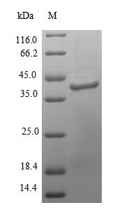 DNA polymerase IV (dinB), Colwellia psychrerythraea, recombinant
