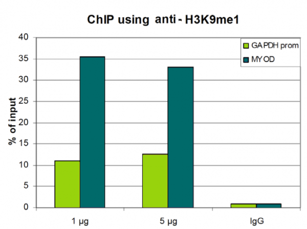 Anti-H3K9me1