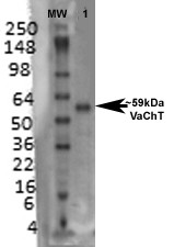 Anti-VAChT, clone S6-38