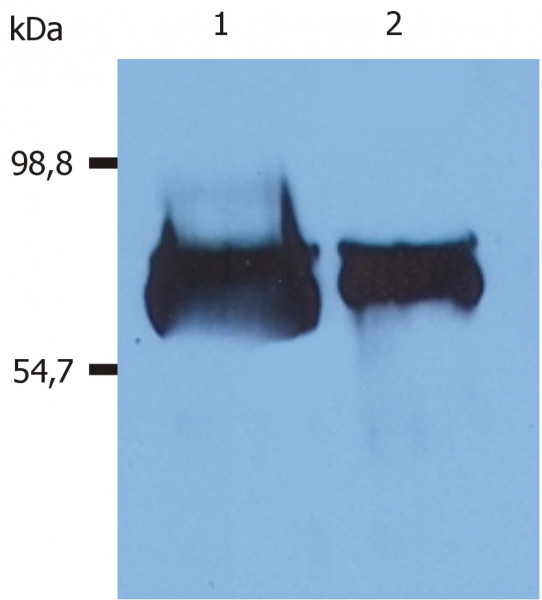 Anti-Human Serum Albumin, clone AL-01