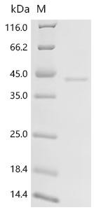 Inhibin beta E chain (Inhbe), recombinant mouse