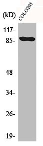 Anti-CDH9