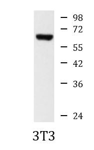 Anti-SWAP70, clone 2E9-E8-E9