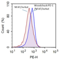 Woodchuck PD-1 / NFAT - Reporter - Jurkat Recombinant Cell Line