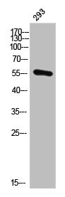 Anti-CYP21A2