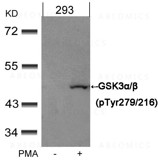 Anti-phospho-GSK3 Alpha/beta(Tyr279/216)