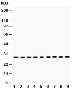 Anti-PRDX3 (Peroxiredoxin 3)
