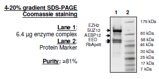 EZH2 (E740K)/EED/SUZH12/RbAp48/AEBP2