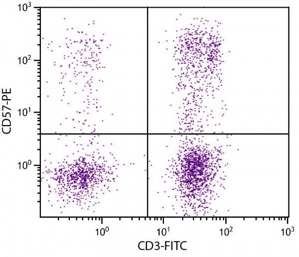 Anti-CD57 (PE), clone NK-1