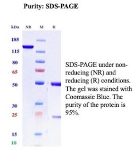 Anti-BST2 / Bone marrow stromal antigen 2, clone BST2/13681R