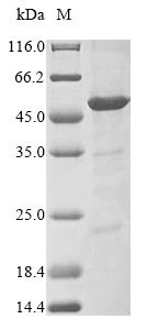 RISC-loading complex subunit TARBP2 (TARBP2), bovine, recombinant