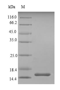 Single Ig IL-1-related receptor (Sigirr), mouse, recombinant